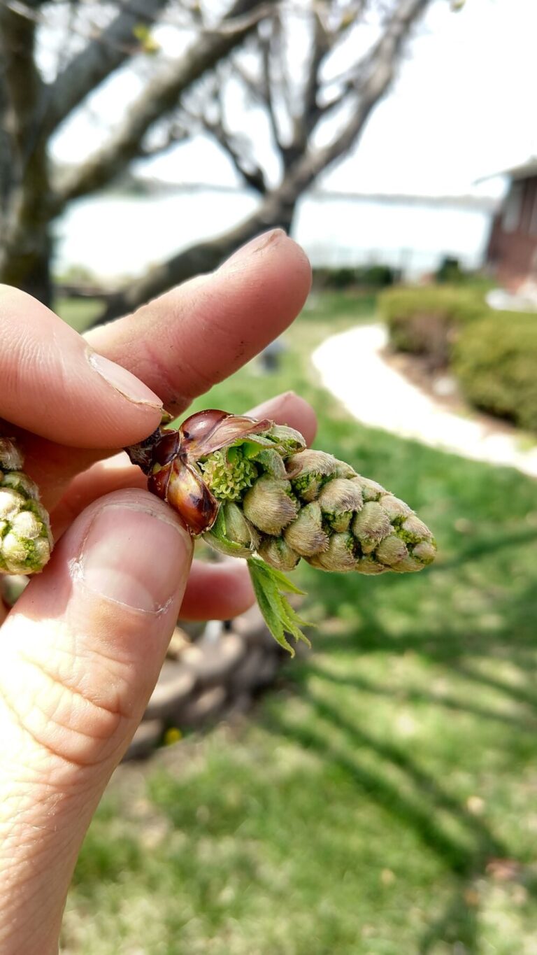 Female sweetgum flower pokes out from a cluster of male flowers.