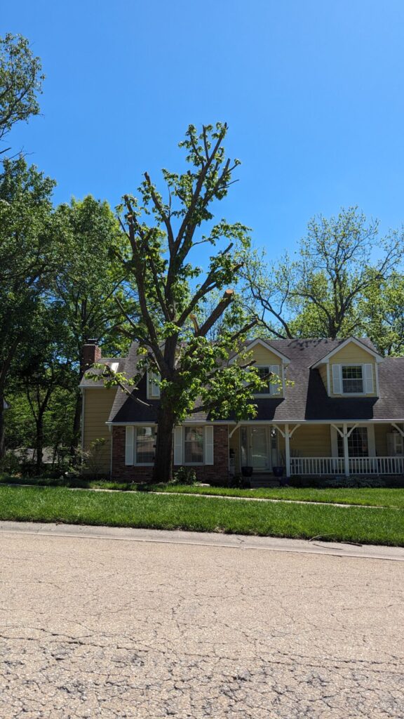 A topped tree in a front yard. This is generally an unapproved type of pruning.