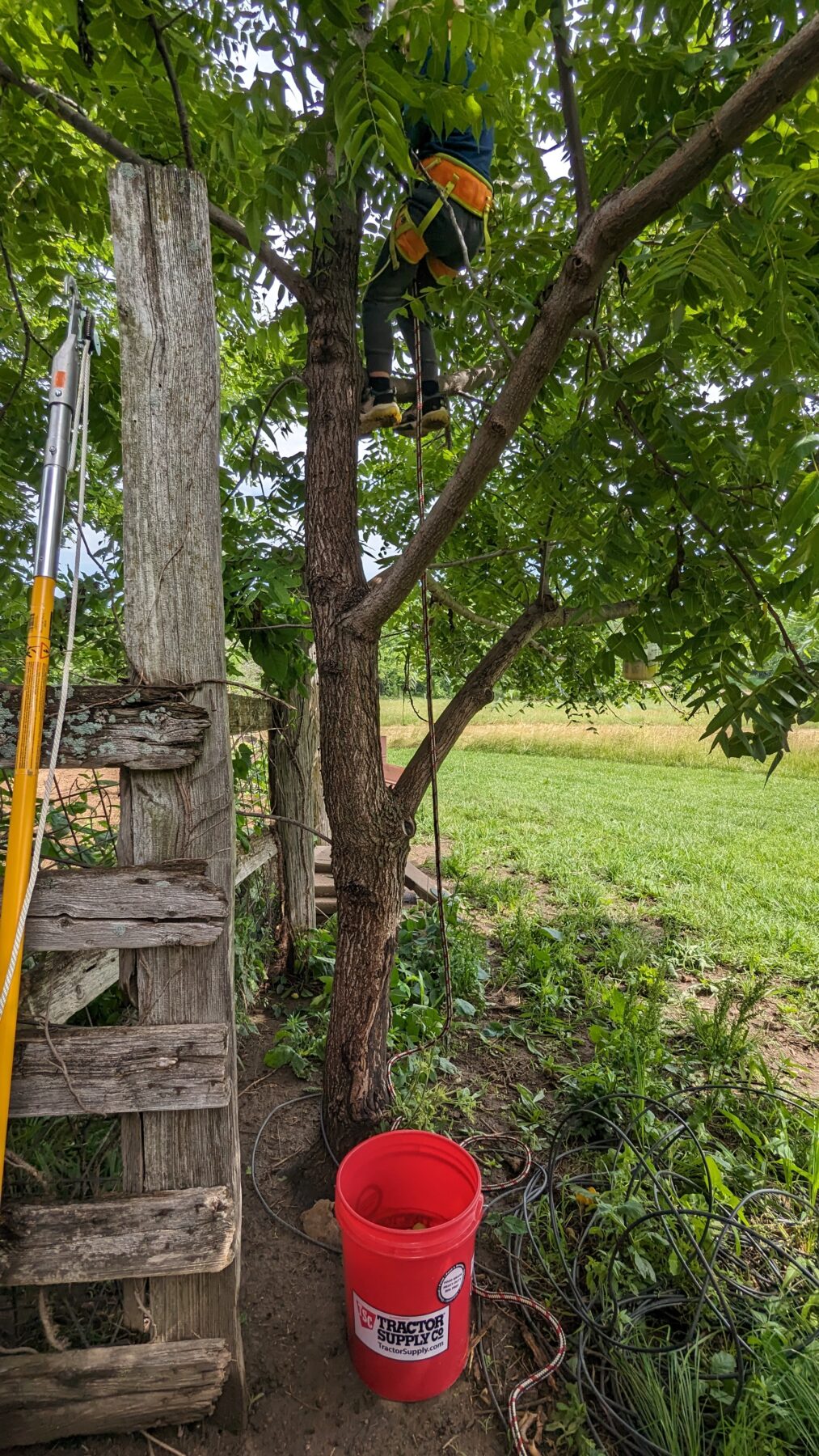 Harvesting green walnuts